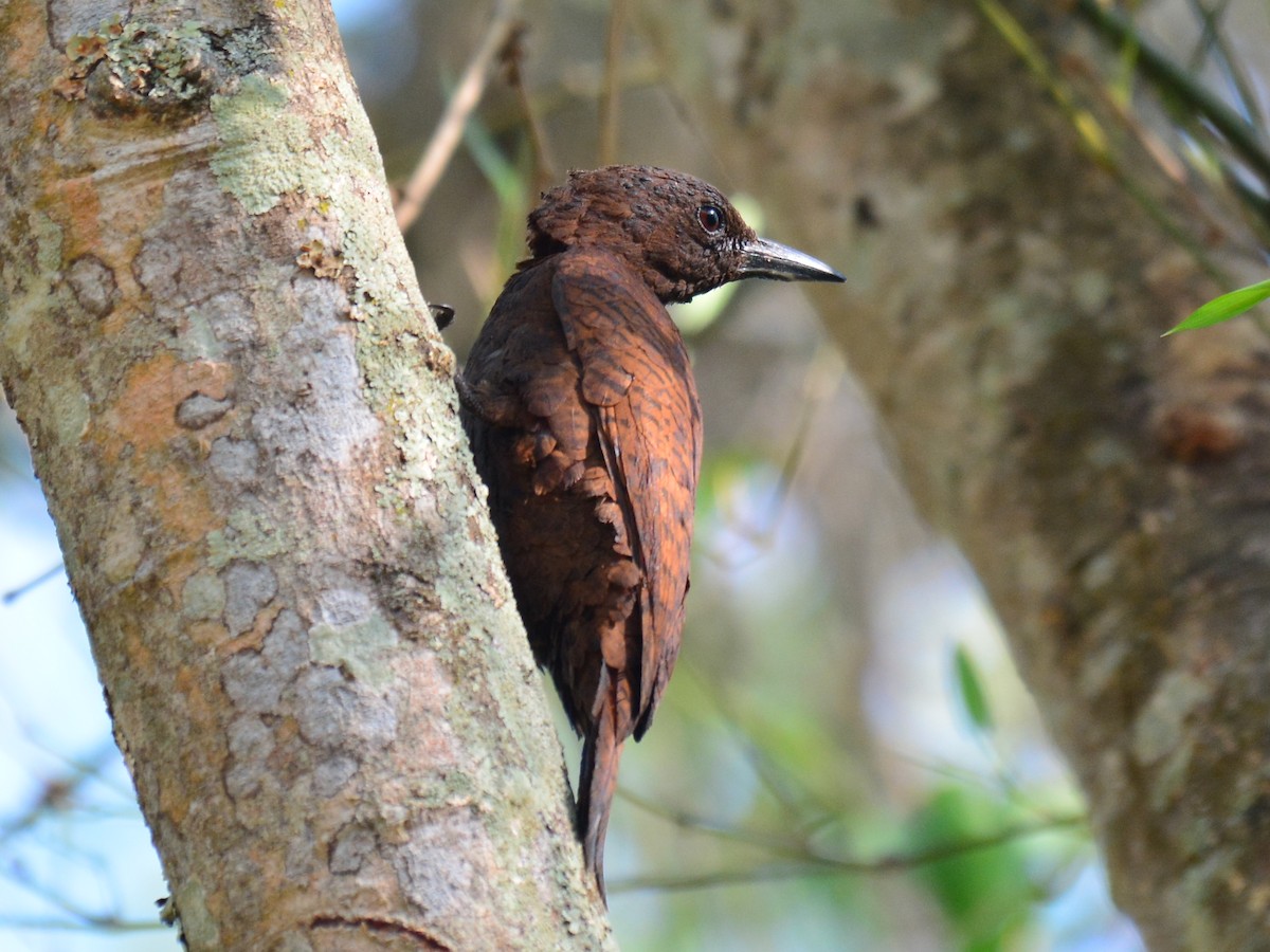 Rufous Woodpecker - ML173155051