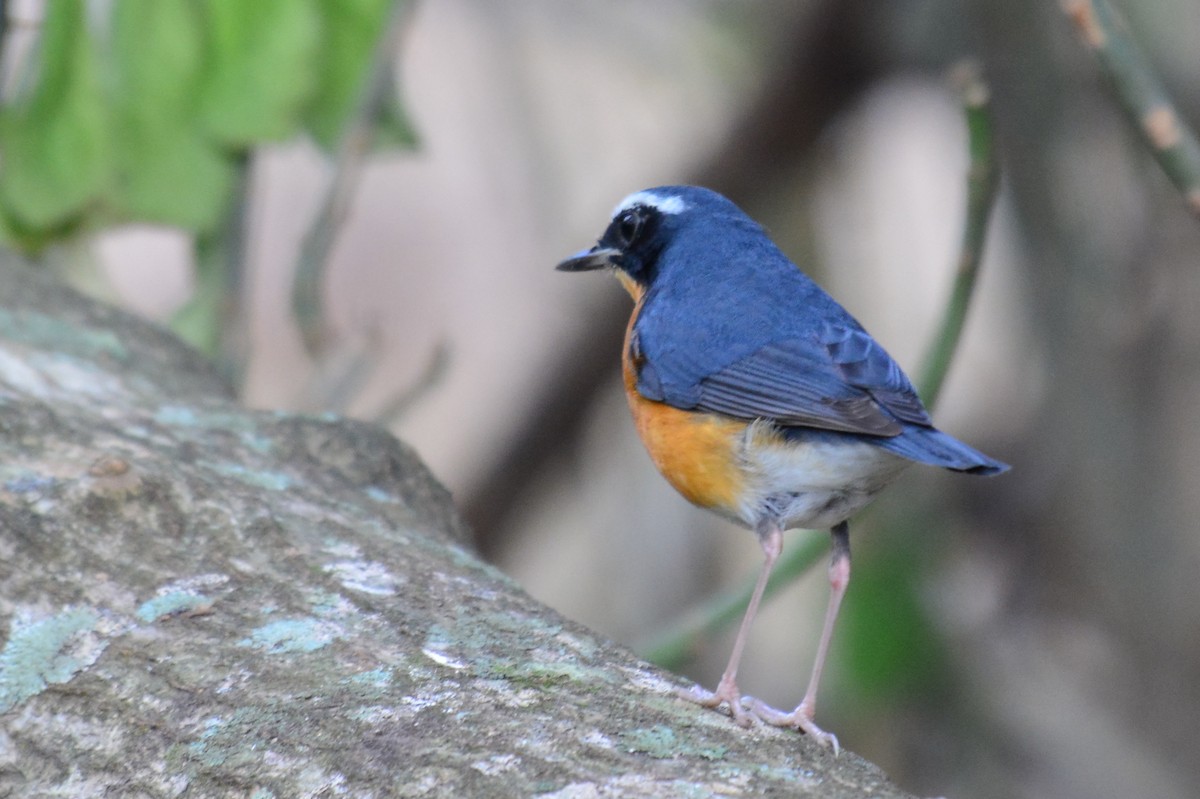 Indian Blue Robin - ML173155251