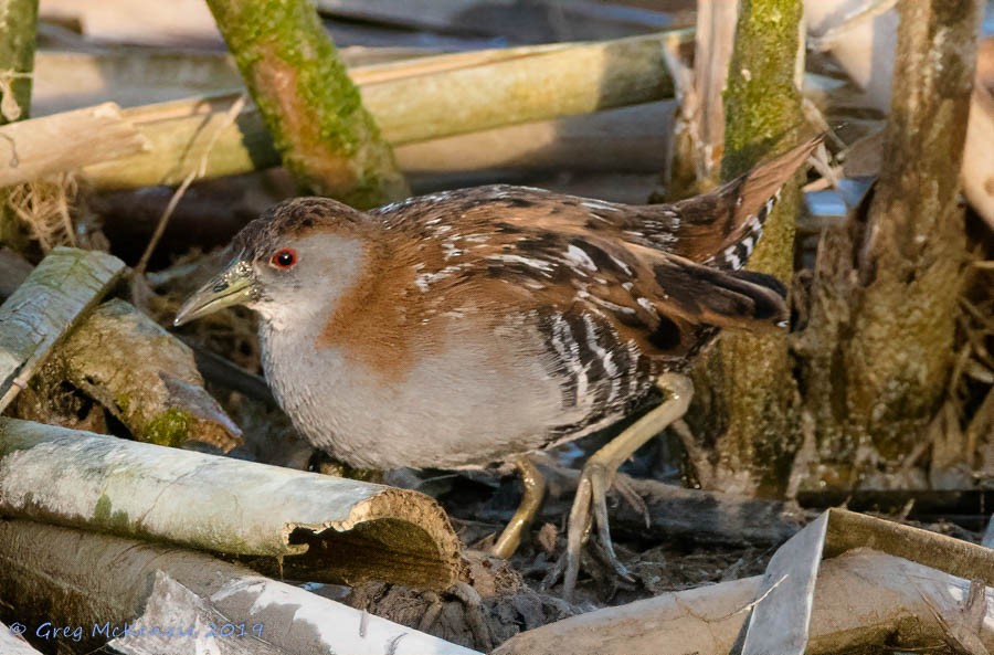 小秧雞 - ML173155971