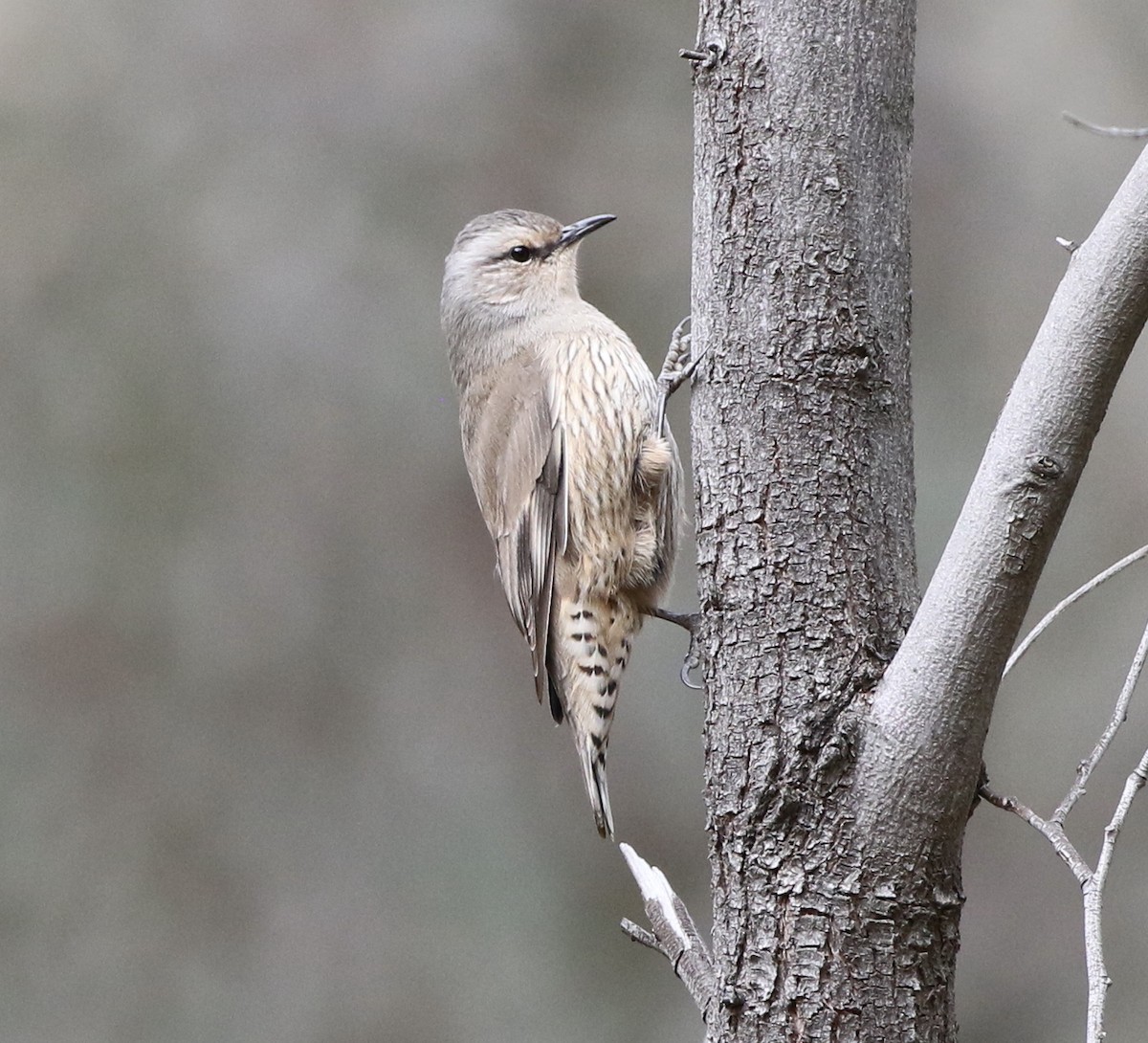 Brown Treecreeper - ML173157141