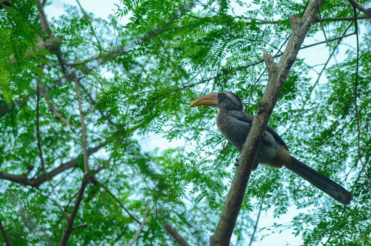 Malabar Gray Hornbill - ML173157341