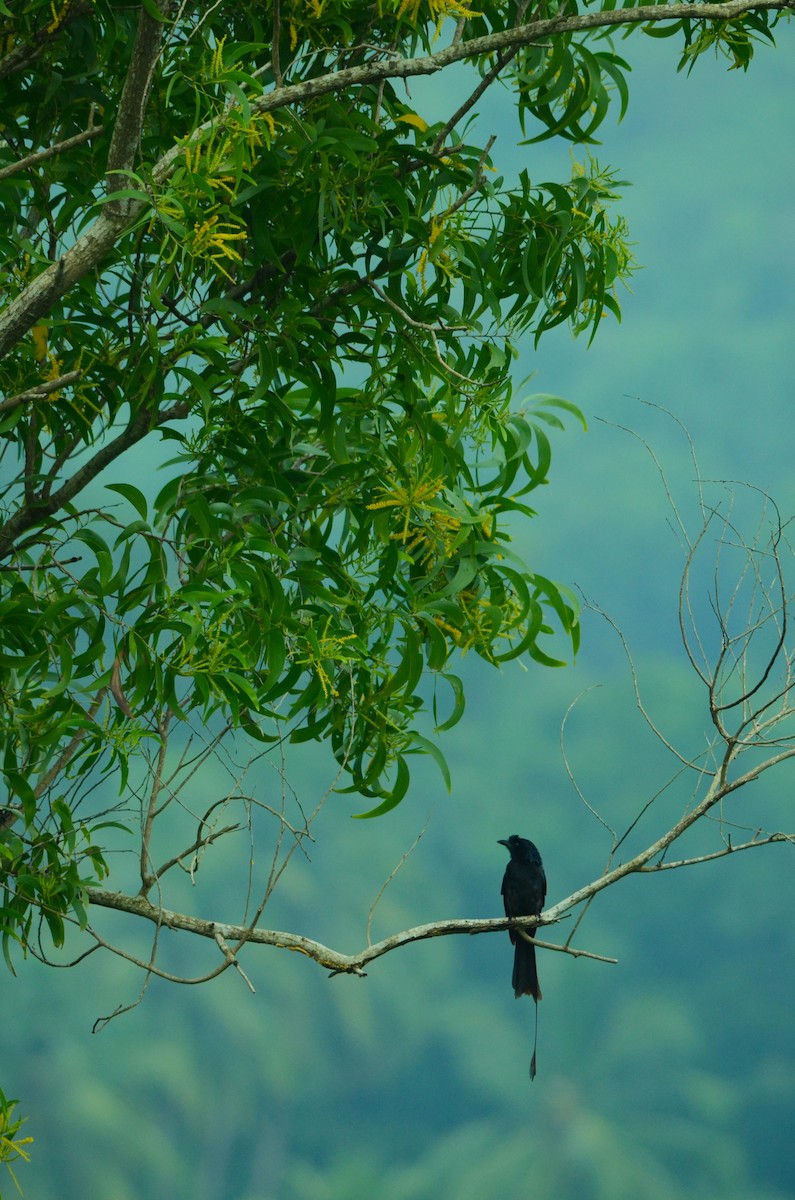 Greater Racket-tailed Drongo - ML173157381