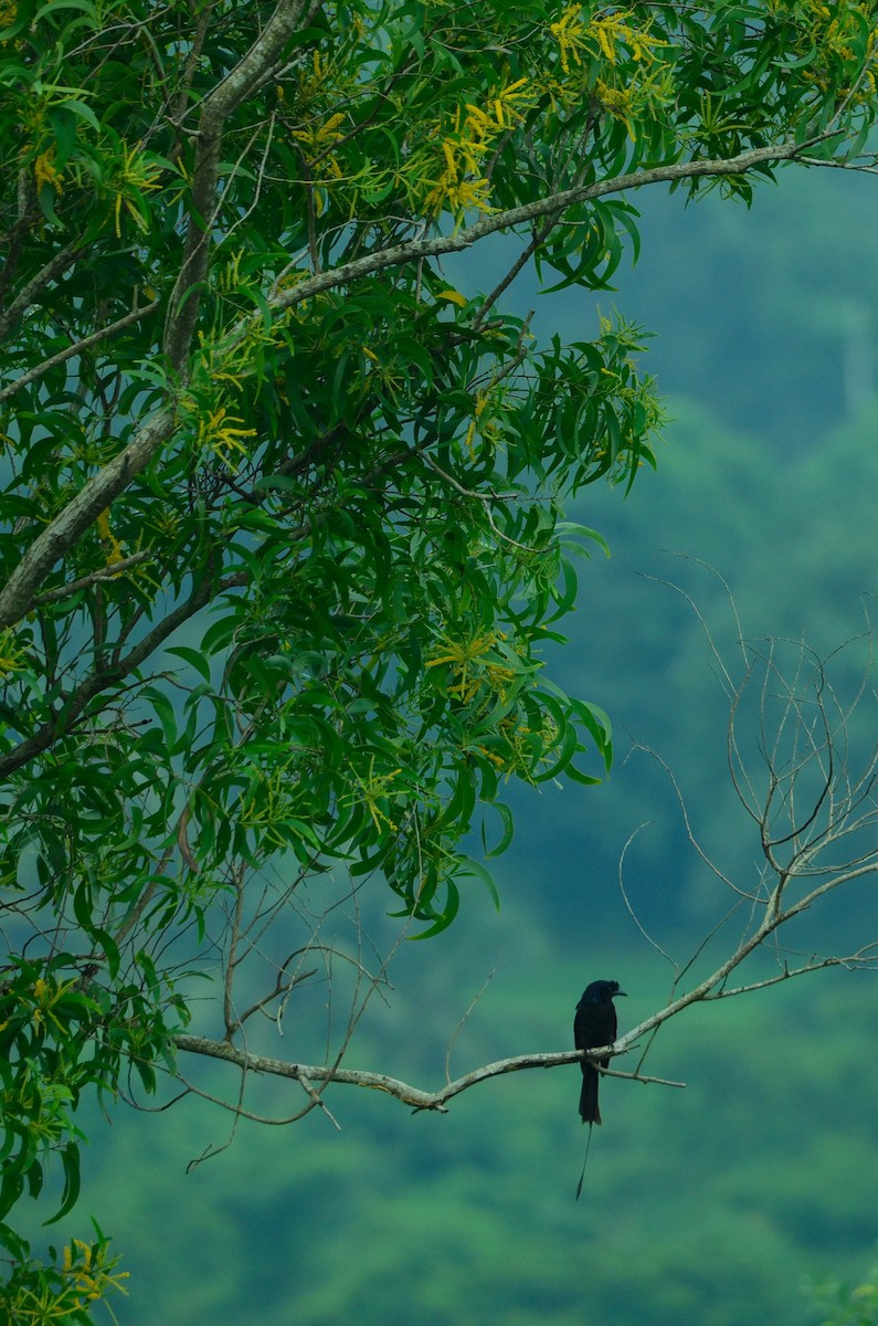 Greater Racket-tailed Drongo - ML173157391