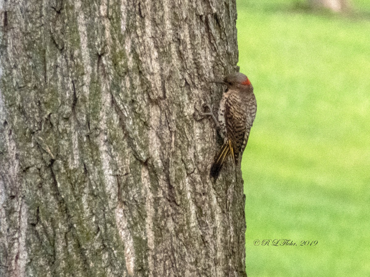 Northern Flicker (Yellow-shafted) - ML173157731