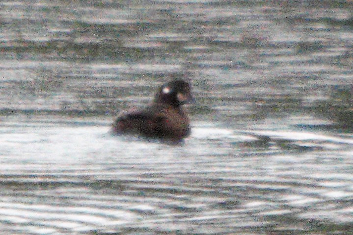 Harlequin Duck - ML173157841