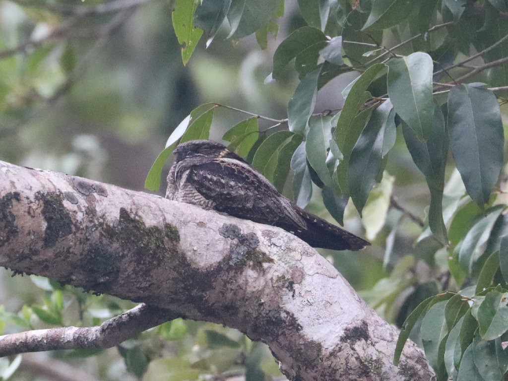 White-throated Nightjar - ML173158241