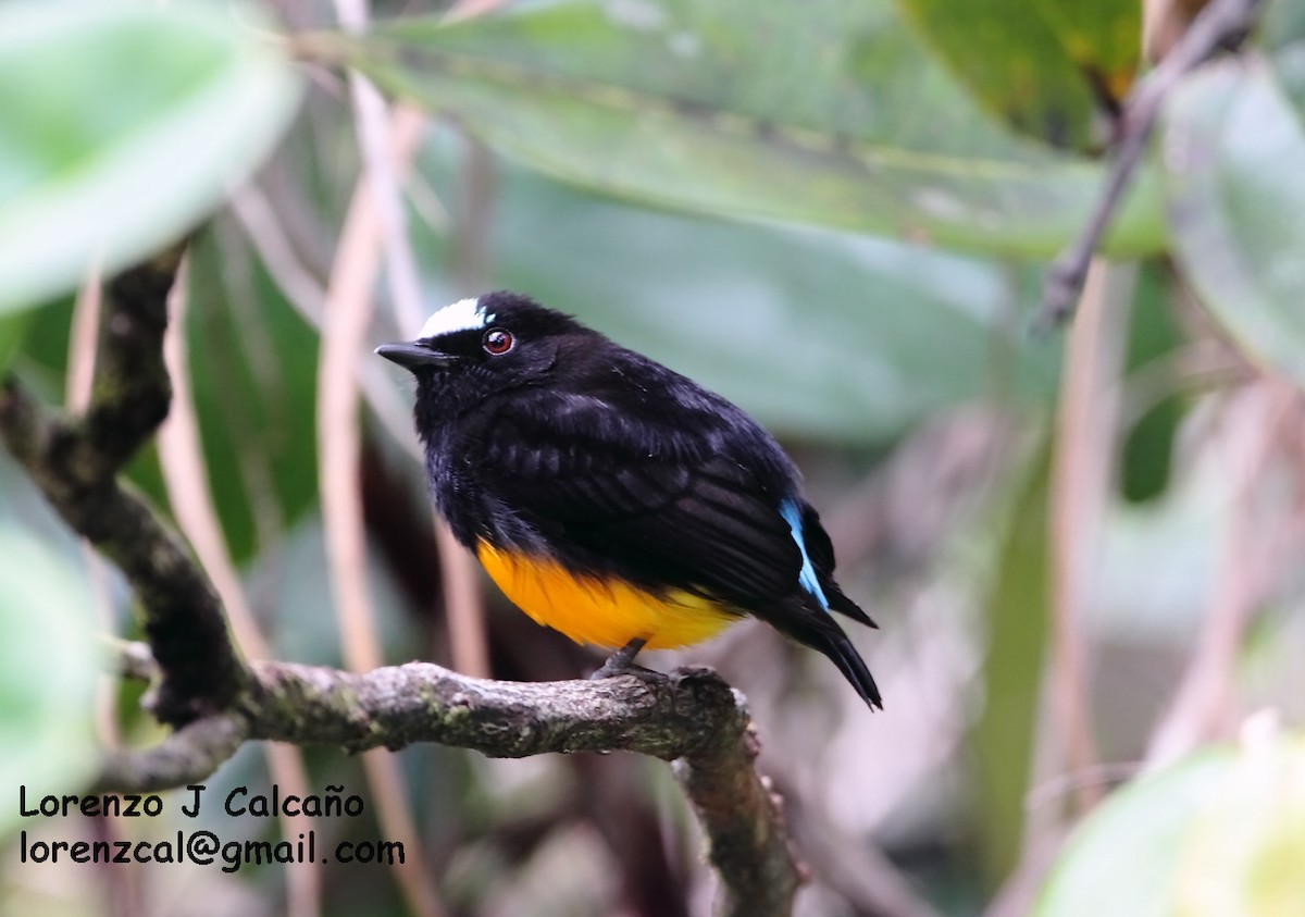 Orange-bellied Manakin - Lorenzo Calcaño