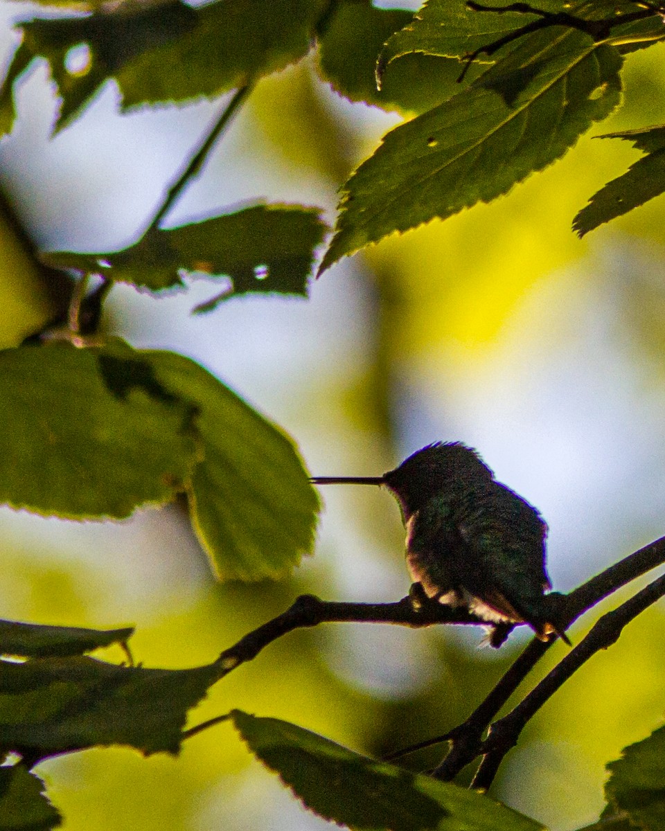 Colibrí Gorjirrubí - ML173161121