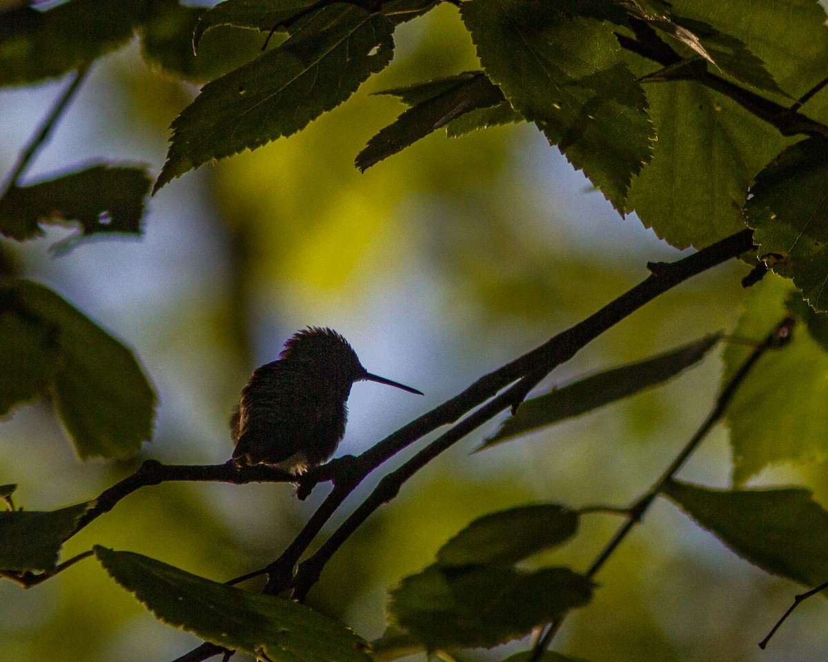 Ruby-throated Hummingbird - ML173161141