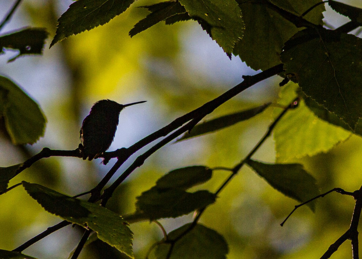 Colibri à gorge rubis - ML173161151