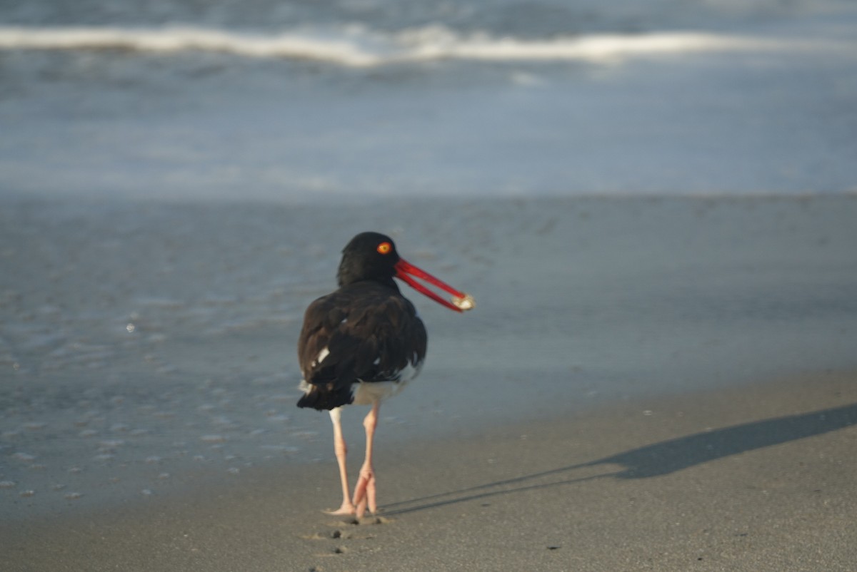 American Oystercatcher - ML173162651