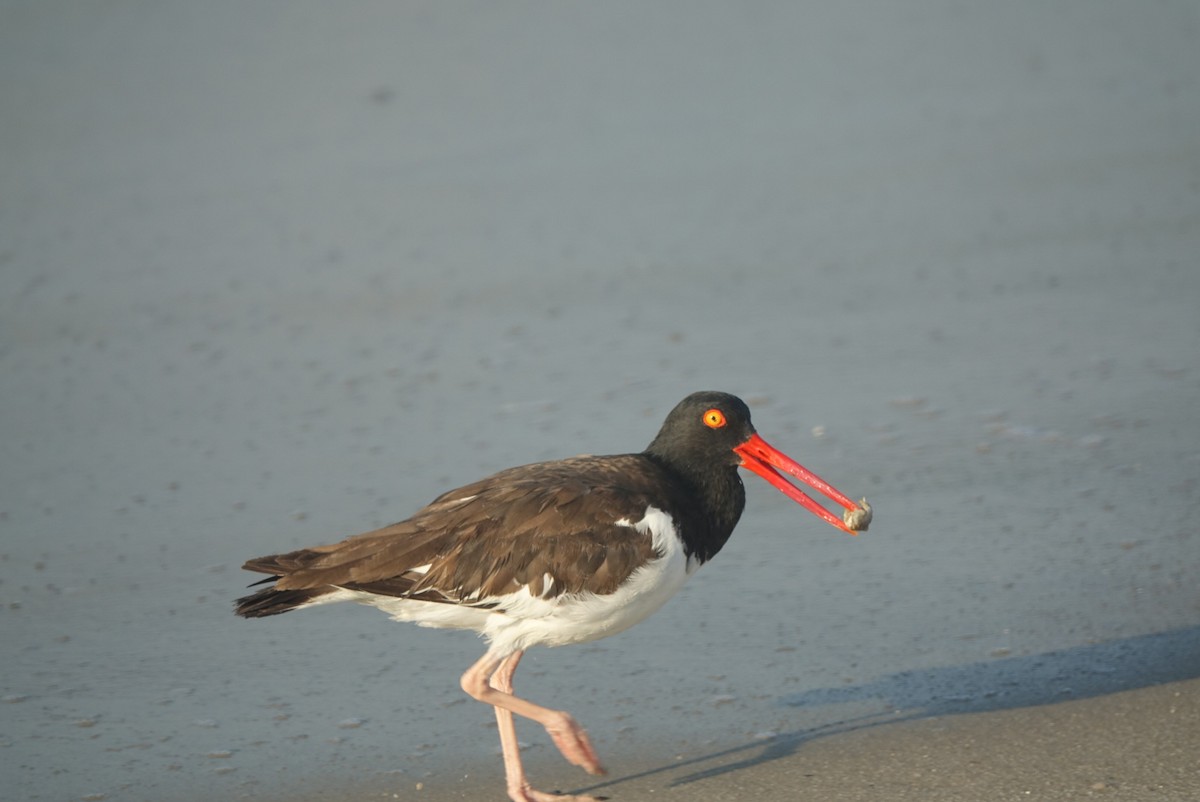 American Oystercatcher - ML173162691