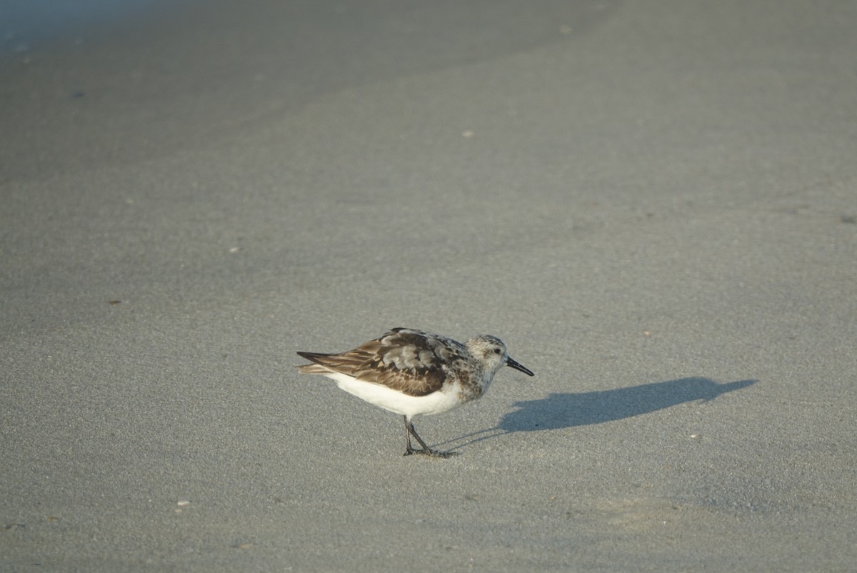 Bécasseau sanderling - ML173162771