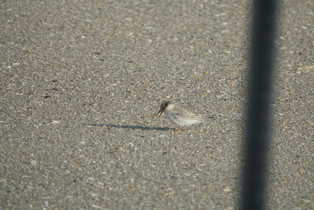 Least Tern - ML173162831