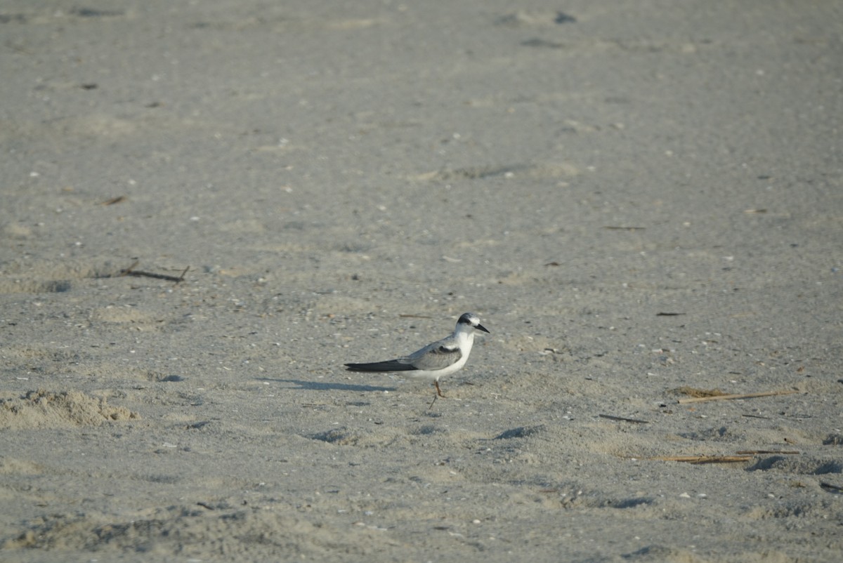 Least Tern - ML173162861