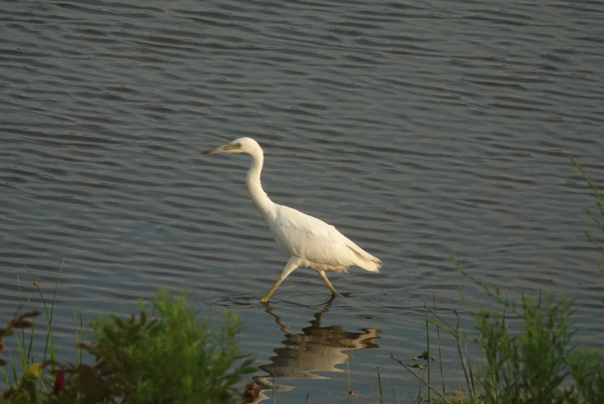 Little Blue Heron - Sean Hatch