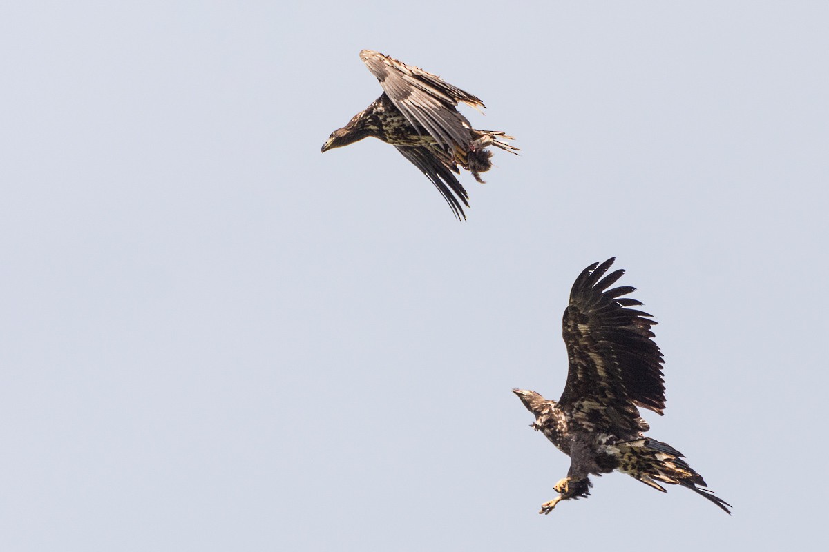 White-tailed Eagle - ML173163011