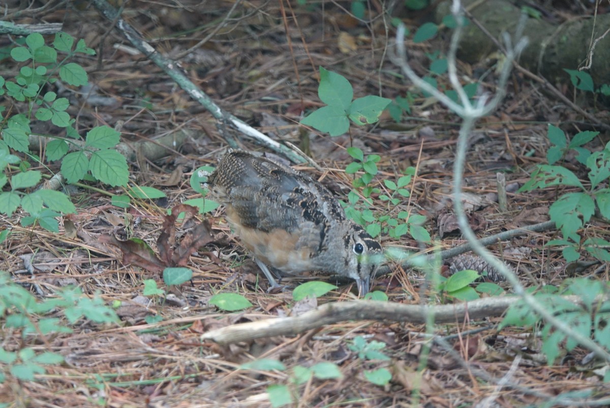 American Woodcock - ML173163131