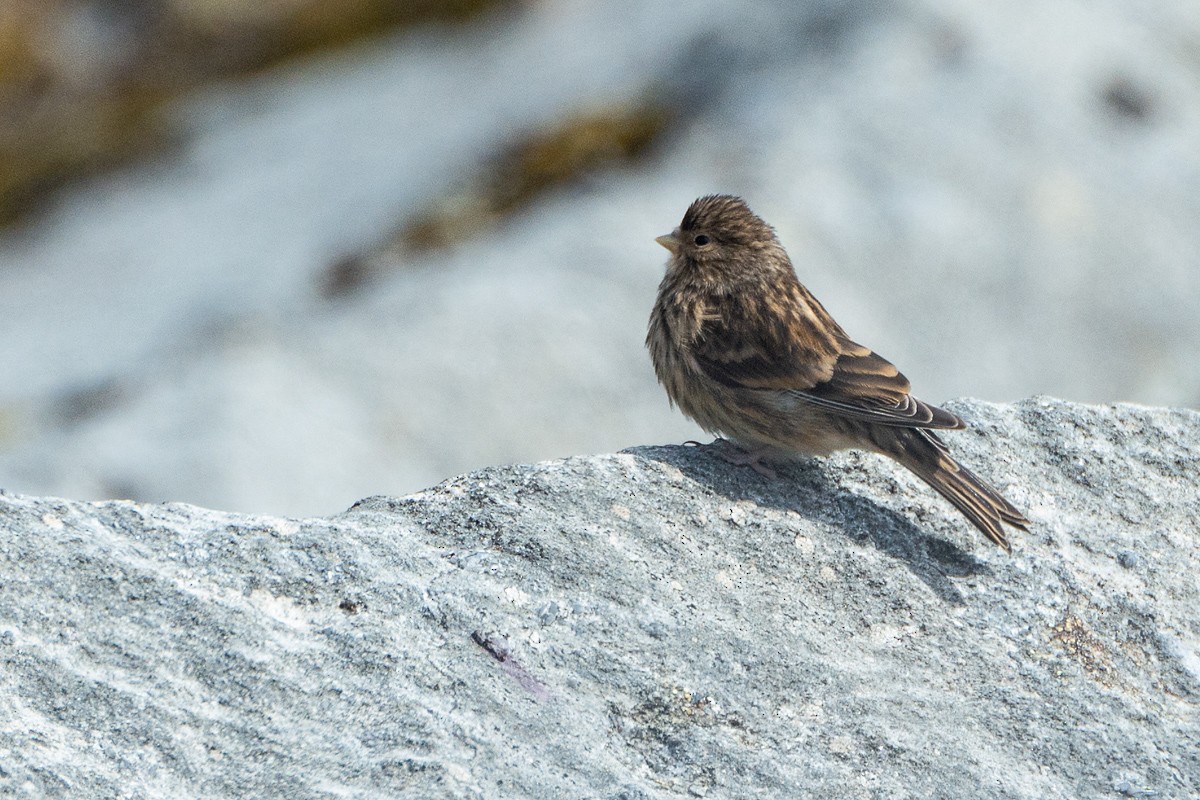 Pardillo Piquigualdo - ML173163191