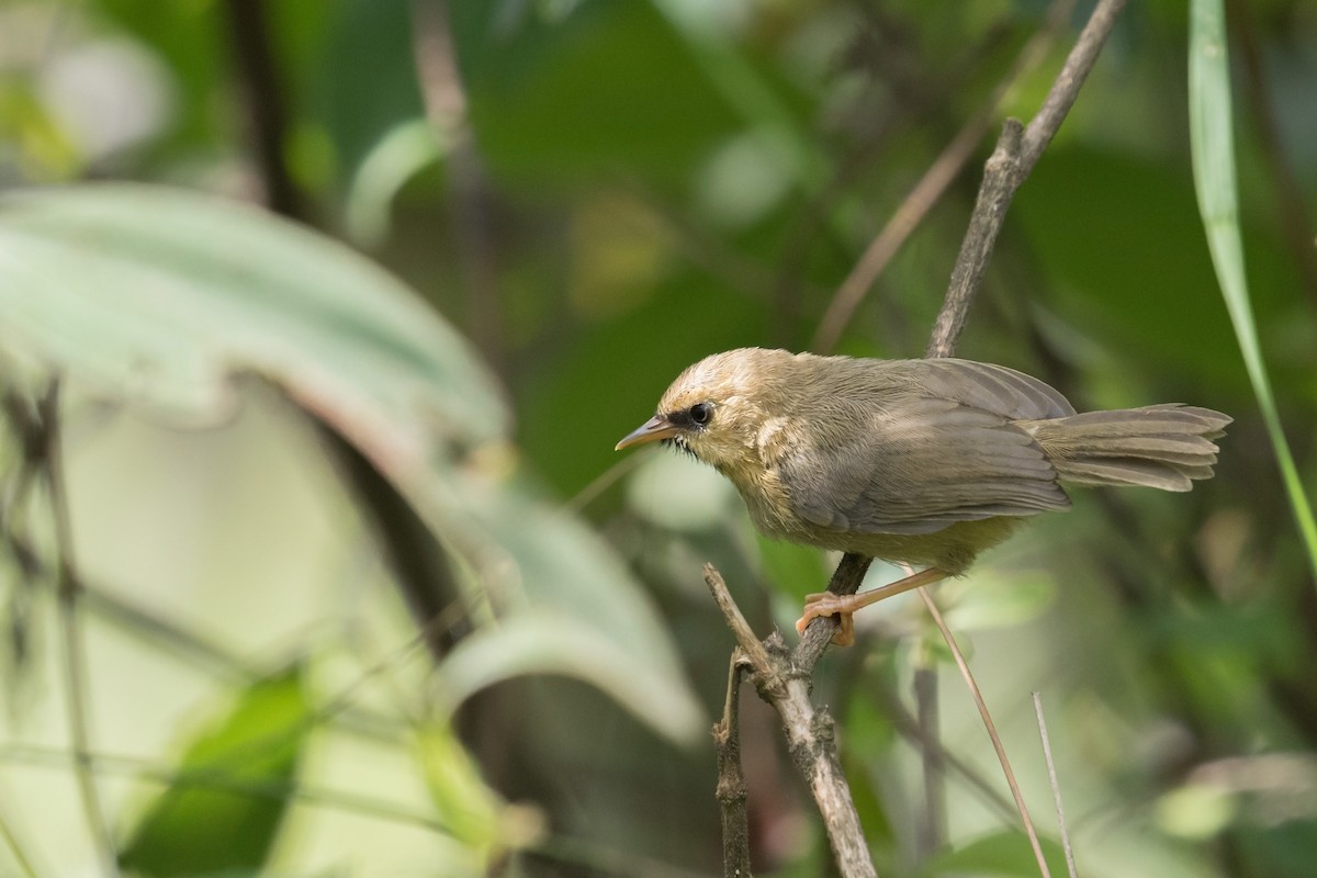 Black-chinned Babbler - ML173163281