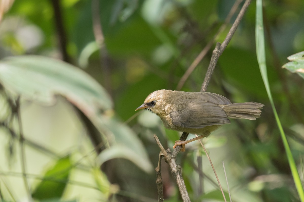 Black-chinned Babbler - ML173163291