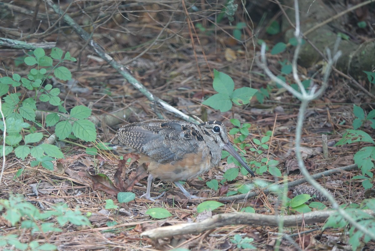 American Woodcock - ML173163361