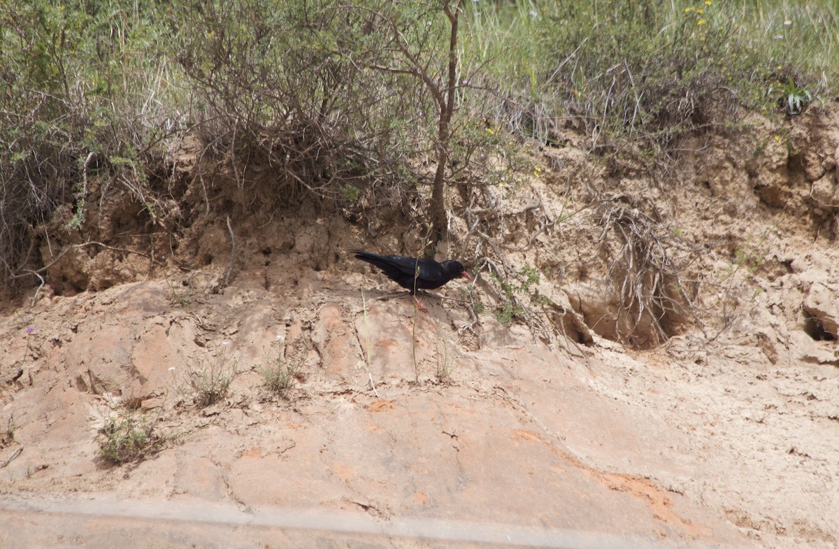 Red-billed Chough - ML173163571