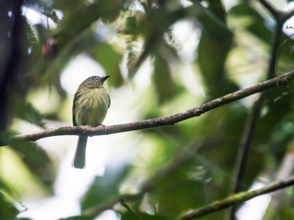 White-eyed Tody-Tyrant - ML173163671