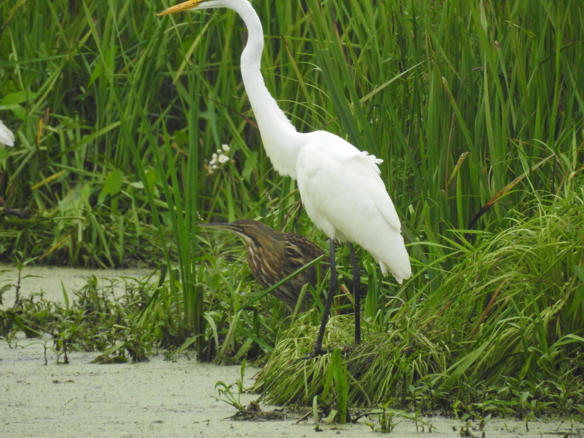 American Bittern - ML173163761