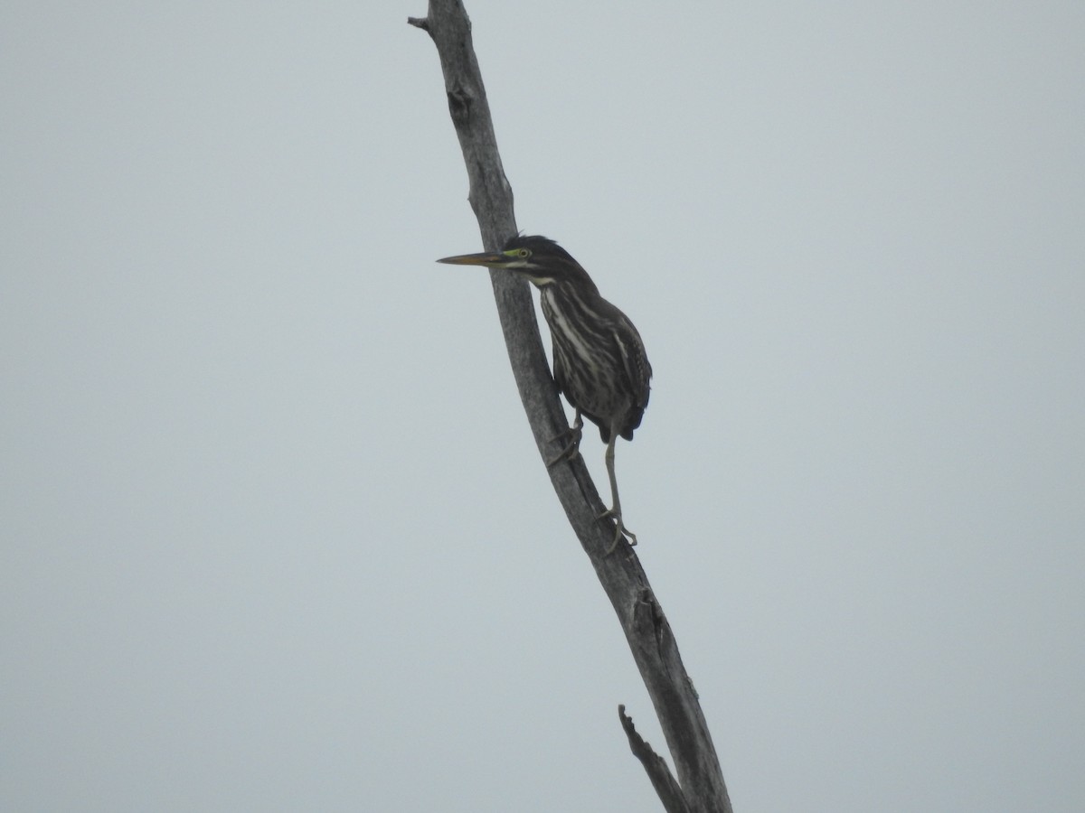 Green Heron - ML173163771