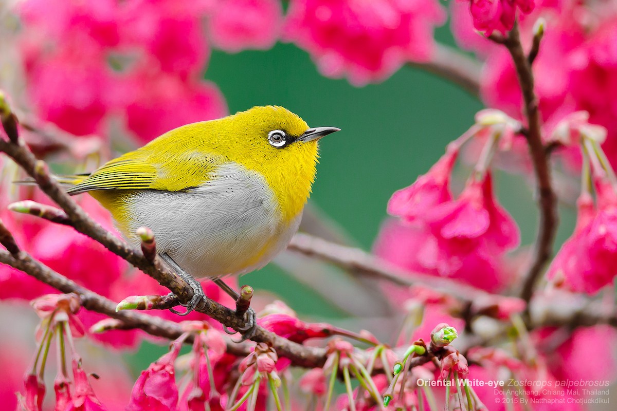 Indian White-eye - ML173165611