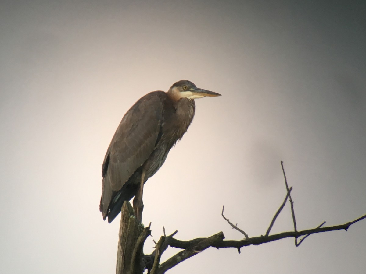 Great Blue Heron - Larry Therrien