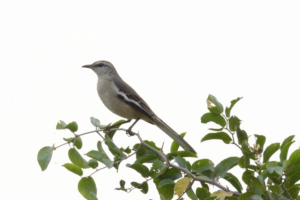 White-banded Mockingbird - Aníbal Domaniczky  CON CONA Caracara