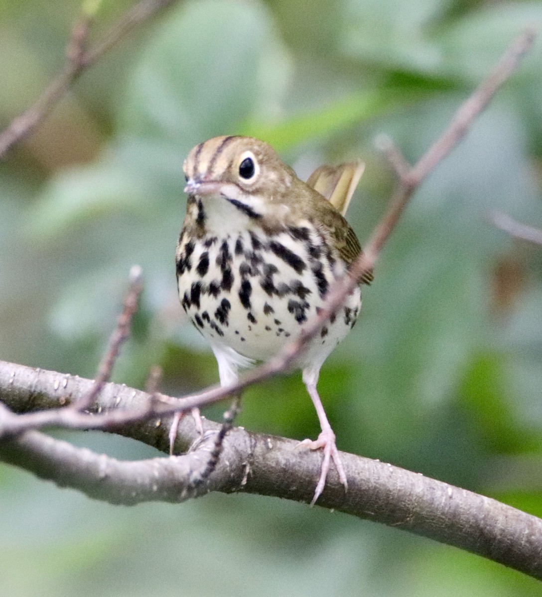 Ovenbird - ML173169181