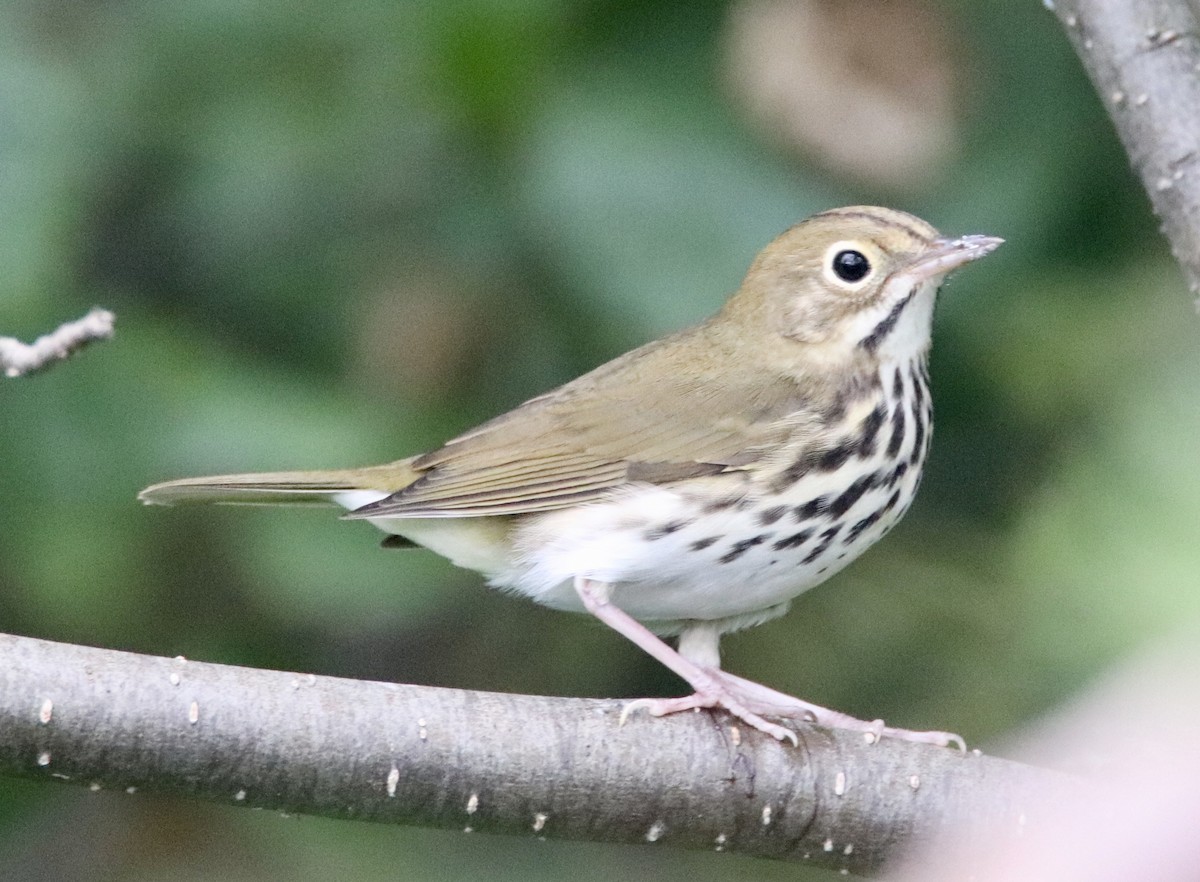 Ovenbird - ML173169201