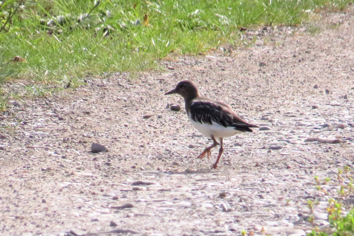 Black Turnstone - ML173169651