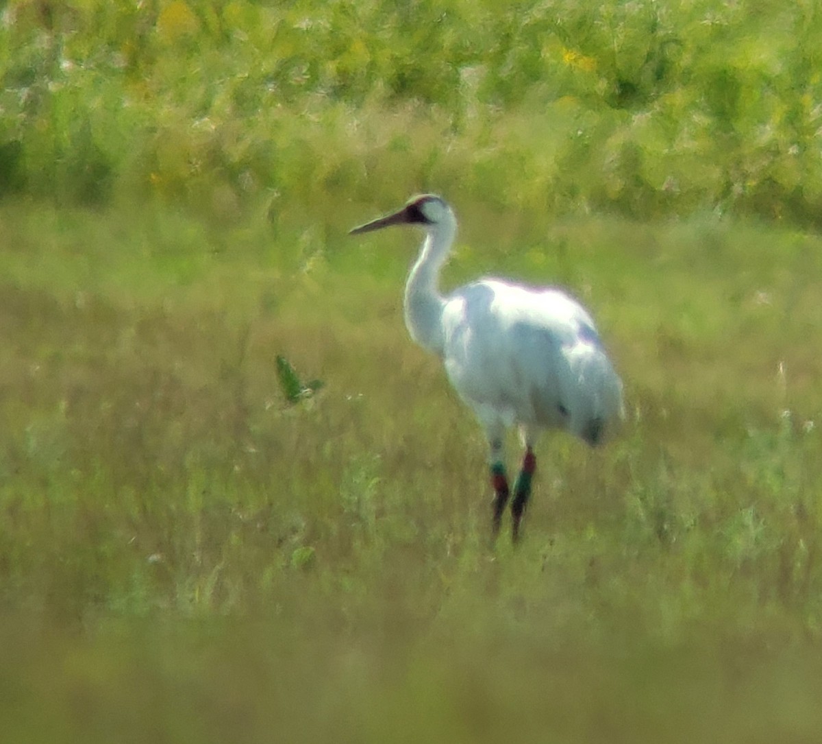 Whooping Crane - ML173173101