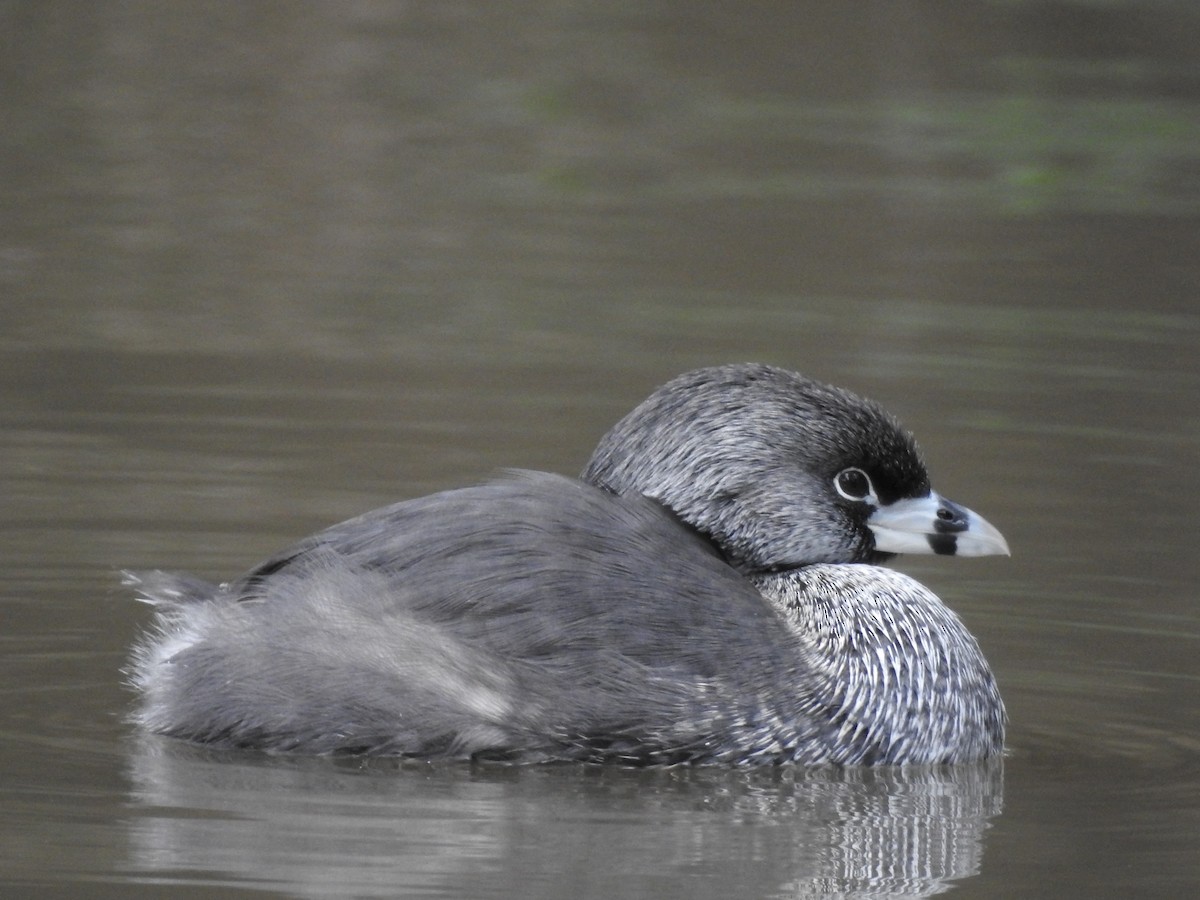 Pied-billed Grebe - Natalia Villar