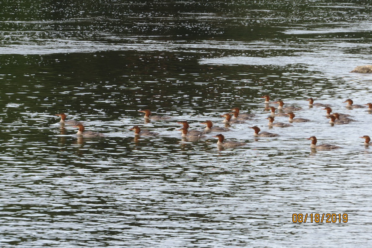 Common Merganser - Mickey Ryan