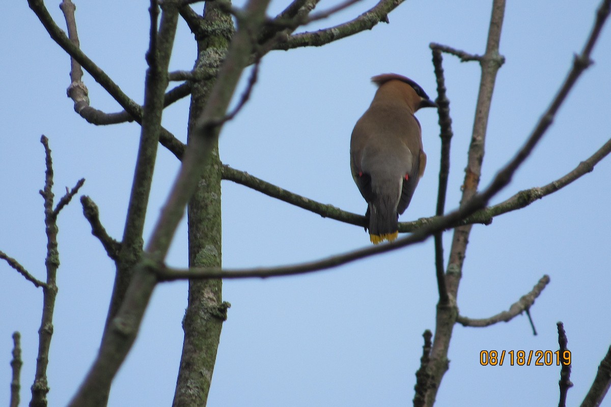 Cedar Waxwing - ML173177651