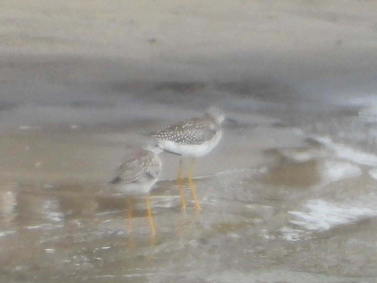 Lesser Yellowlegs - ML173179561