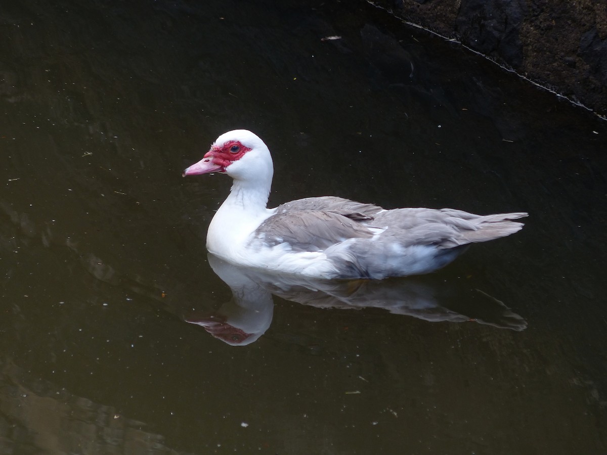 Muscovy Duck (Domestic type) - Geoff Dobbs