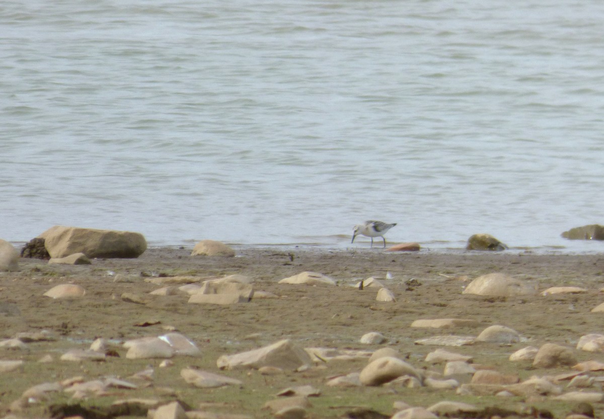 Sanderling - Alfonso Rodrigo