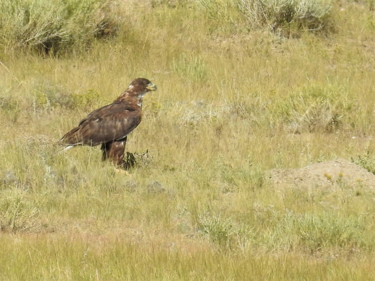 Ferruginous Hawk - ML173188661