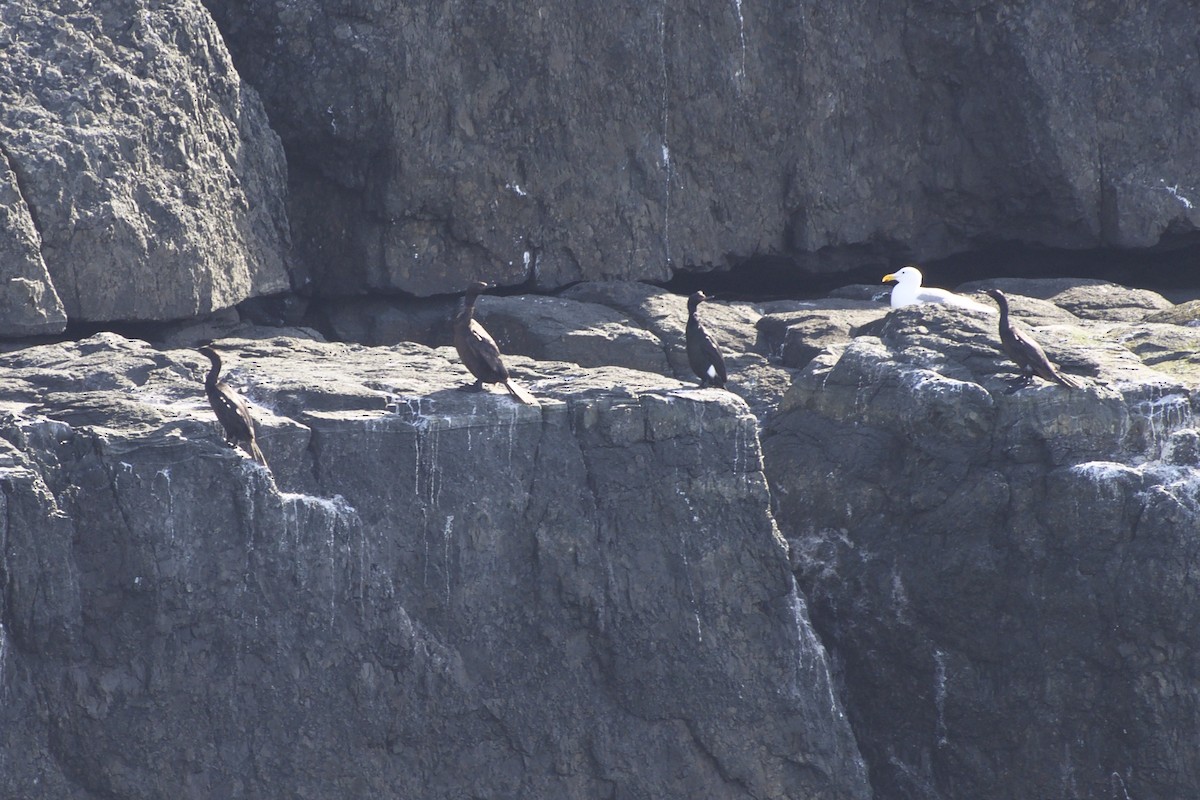 Brandt's Cormorant - Bruce Whittington