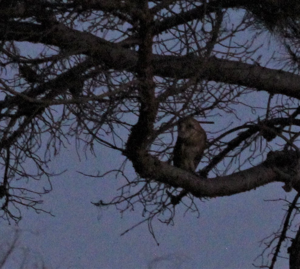 Barn Owl - ML173195421