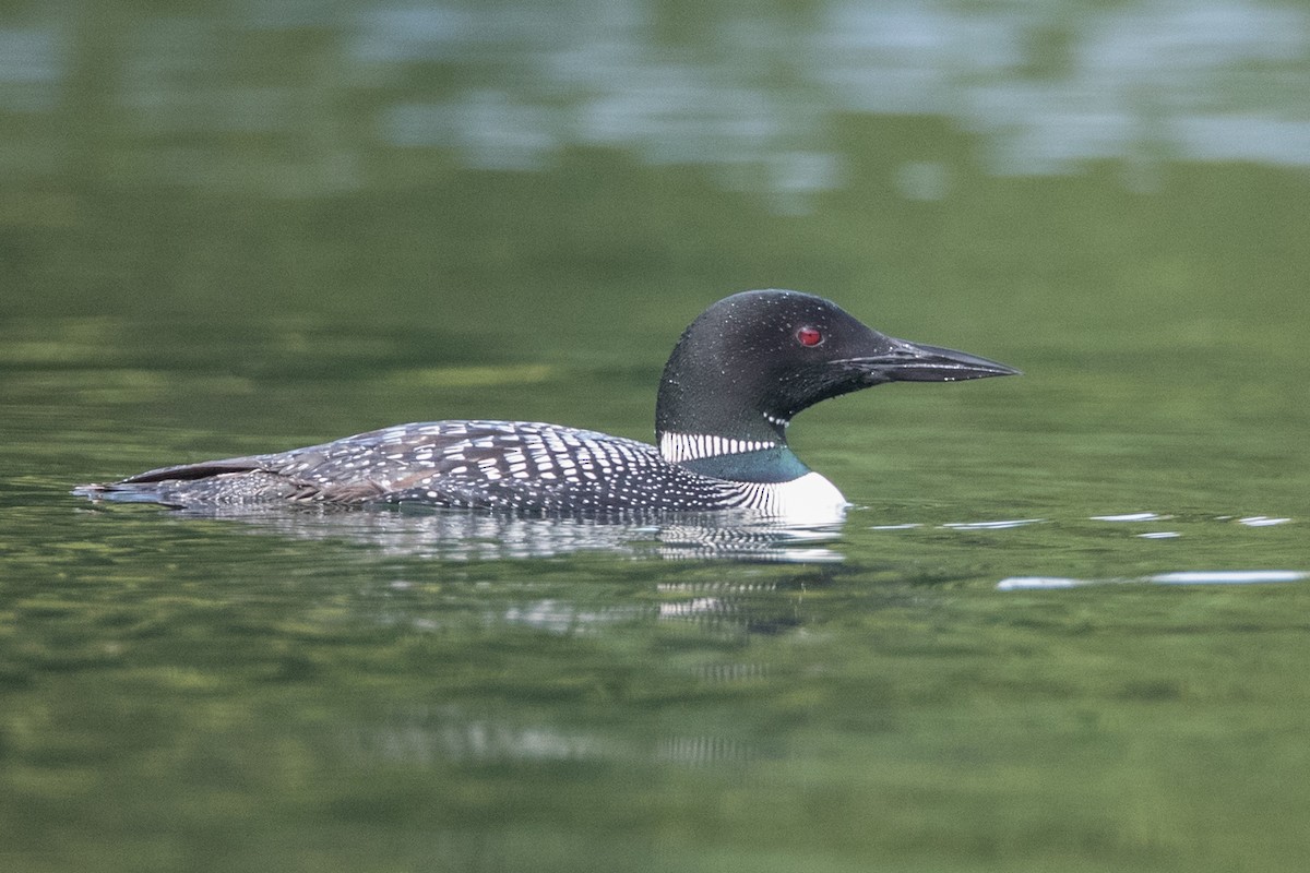 Plongeon huard - ML173195921