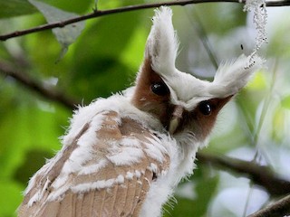 Juvenile - Crested Owl