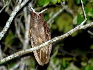  - Crested Owl