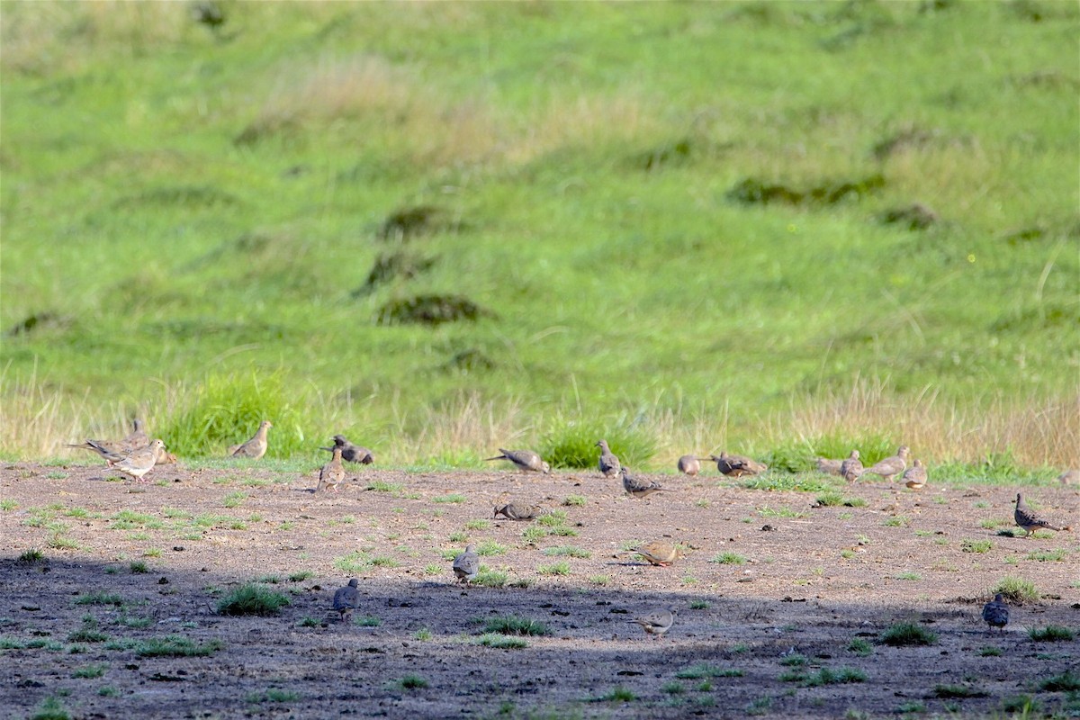 Mourning Dove - ML173198831